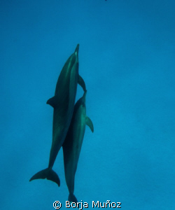 snorkeling with dolfins by Borja Muñoz 